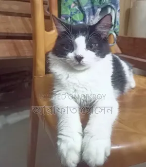 3-6 Months Female Mixed Breed Persian