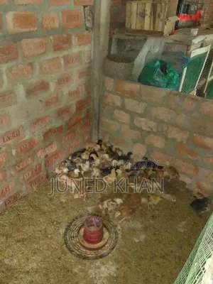 কালার বাডও টাইগার  মোরগ এর বাচ্চা  বিক্রি হবে