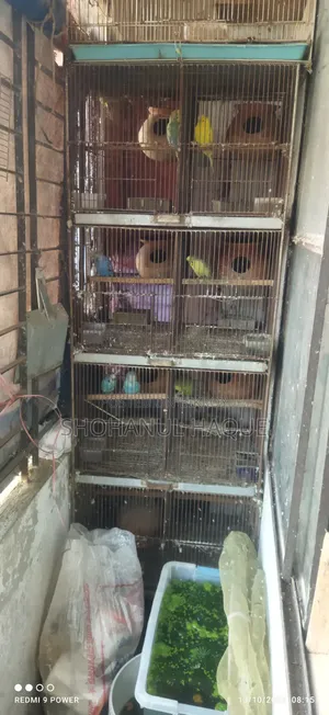 Bird Cage