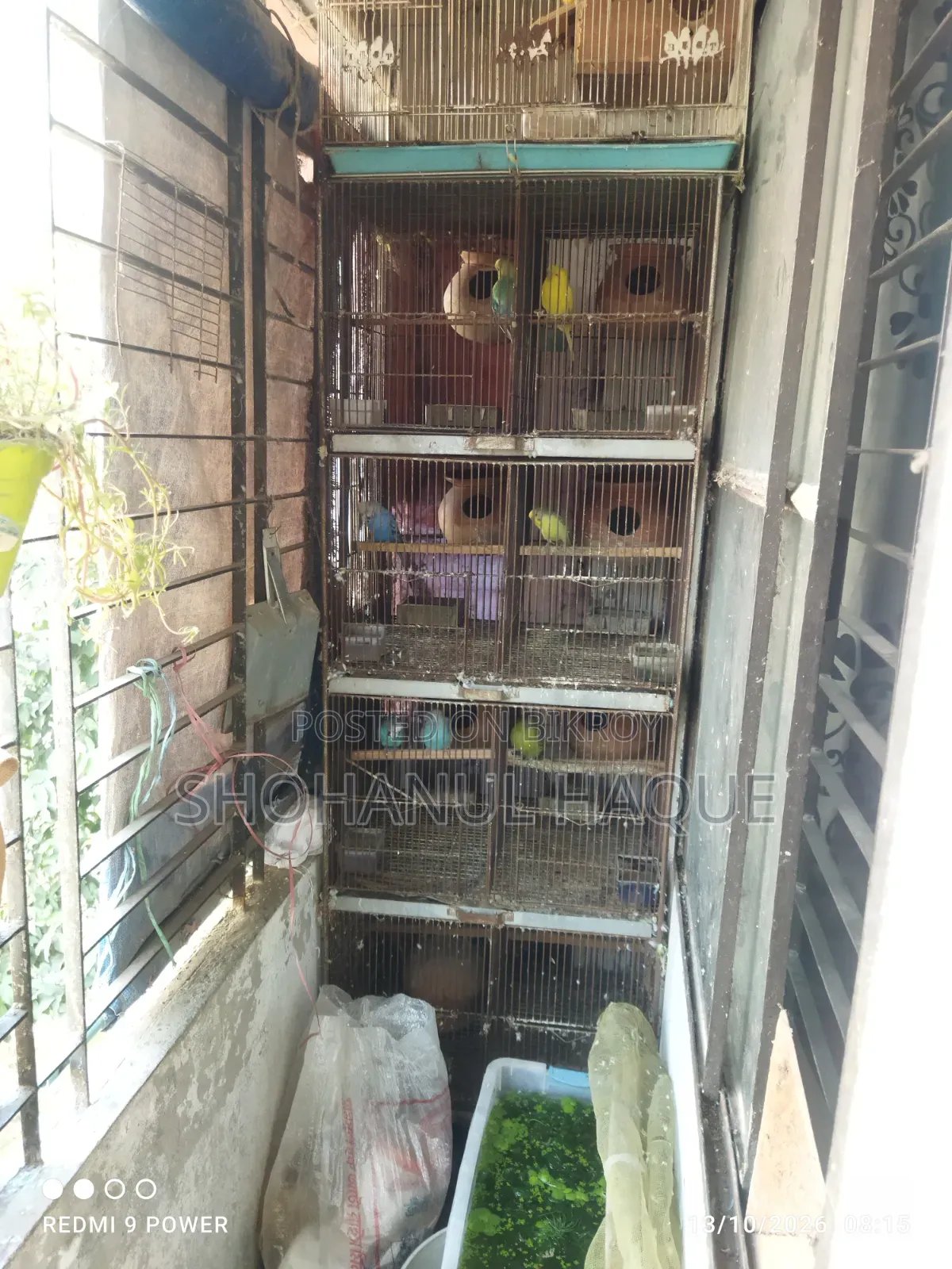 Bird Cage