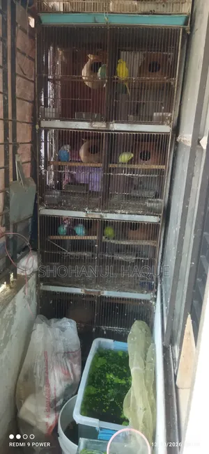 Bird Cage