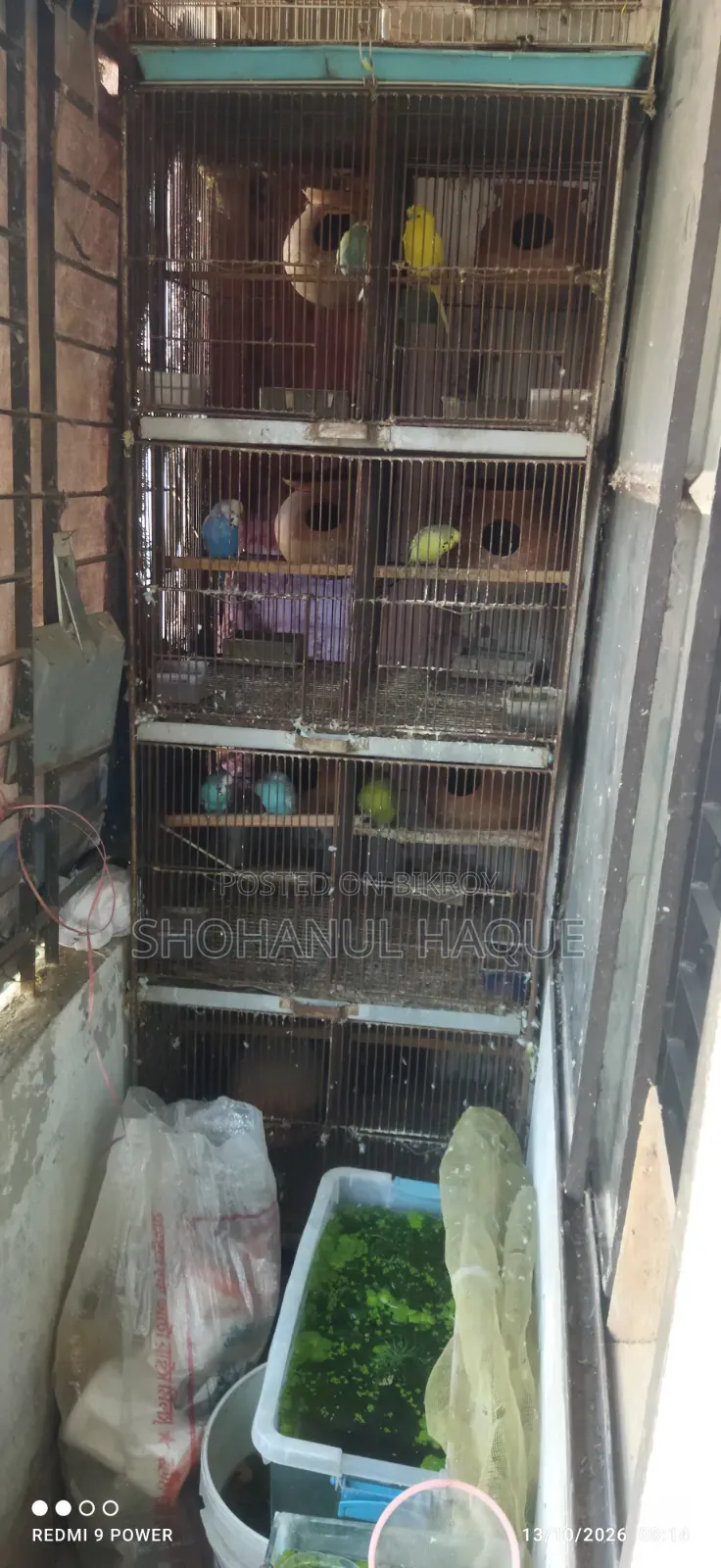 Bird Cage