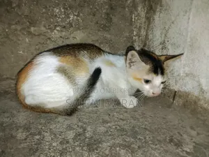 0-1 month Female Mixed Breed Cat