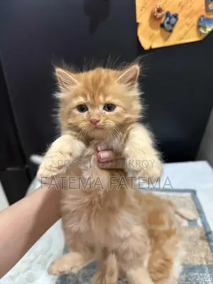 1-3 months Female Mixed Breed Persian