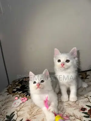 1-3 months Female Mixed Breed Persian
