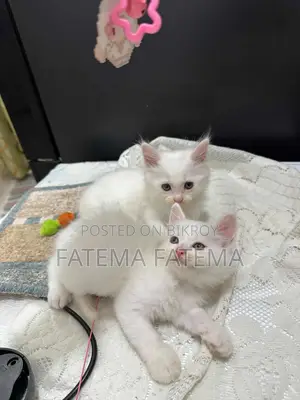 1-3 months Female Mixed Breed Persian