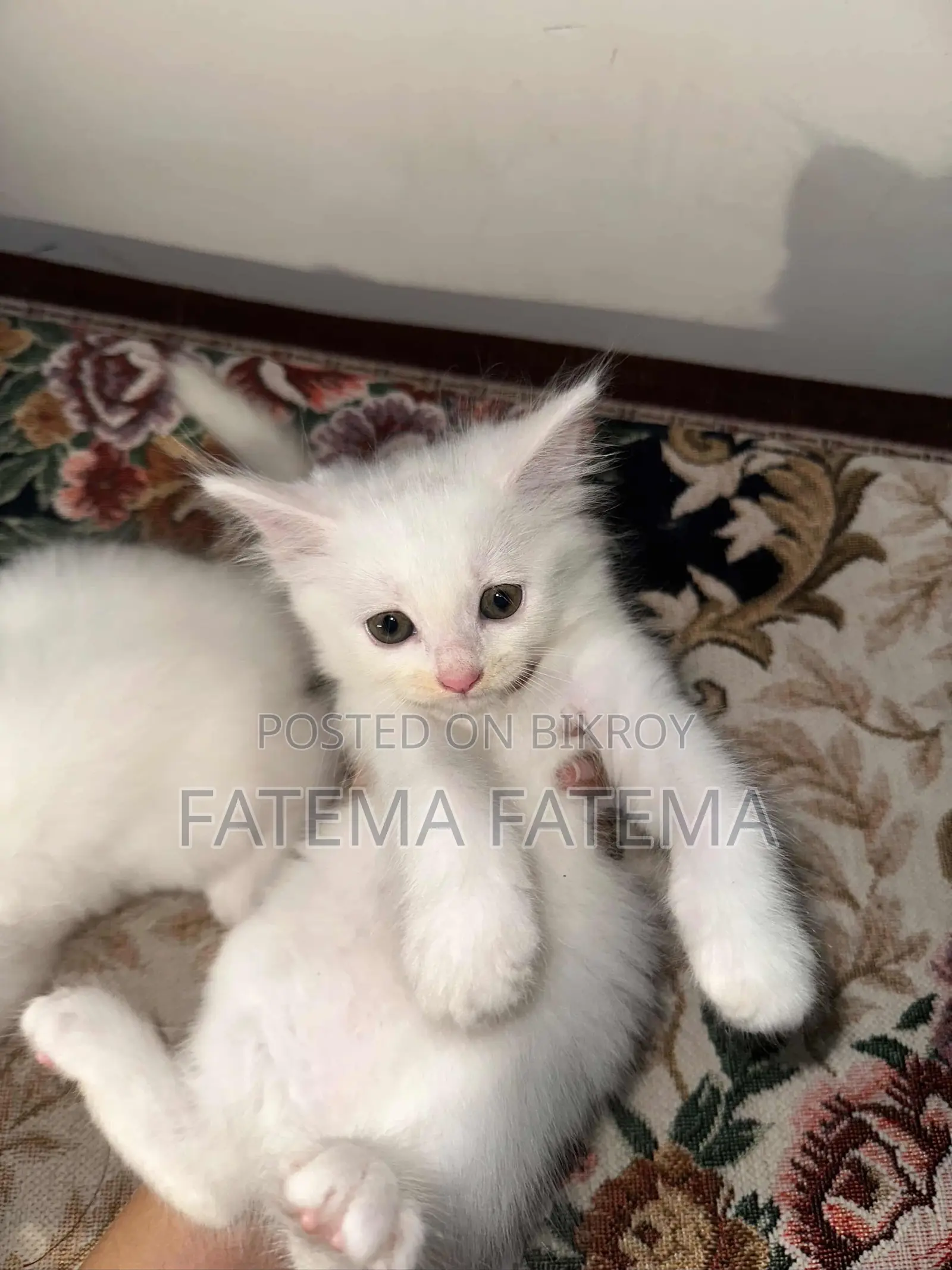 1-3 months Female Mixed Breed Persian