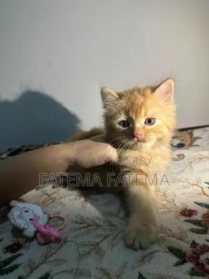 1-3 months Female Mixed Breed Persian