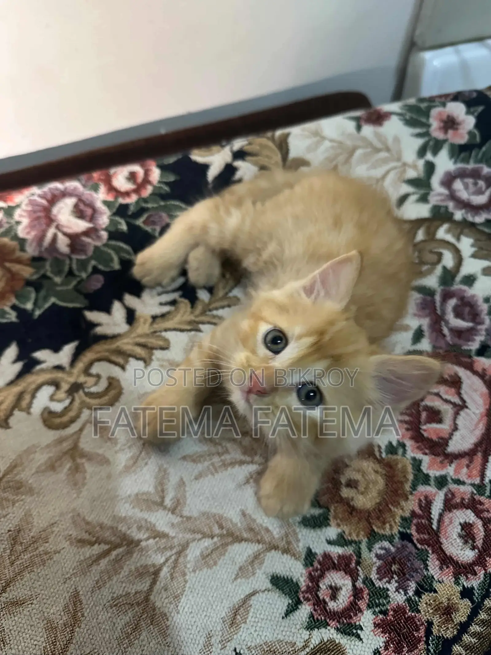 1-3 months Female Mixed Breed Persian