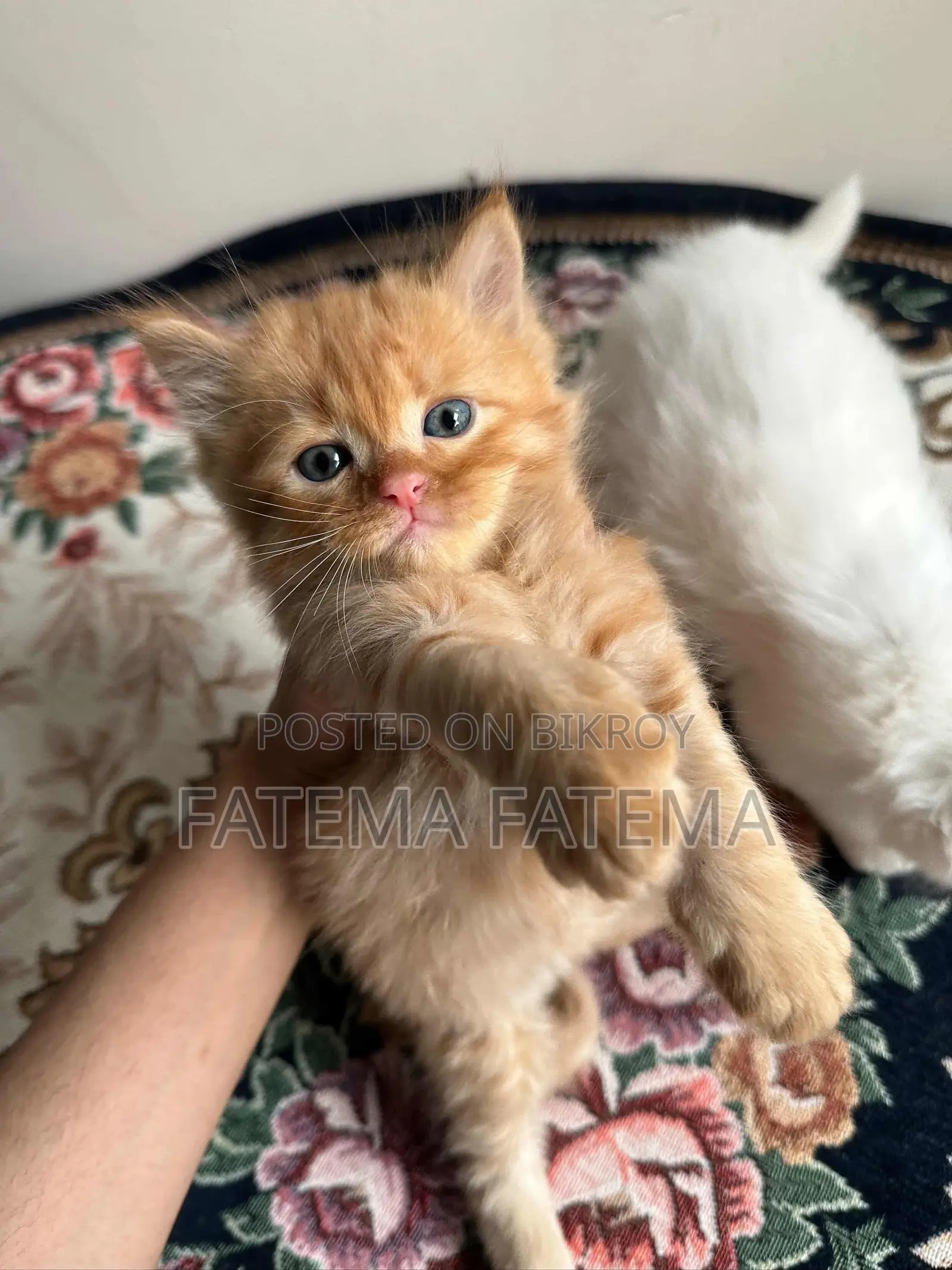 1-3 months Female Mixed Breed Persian