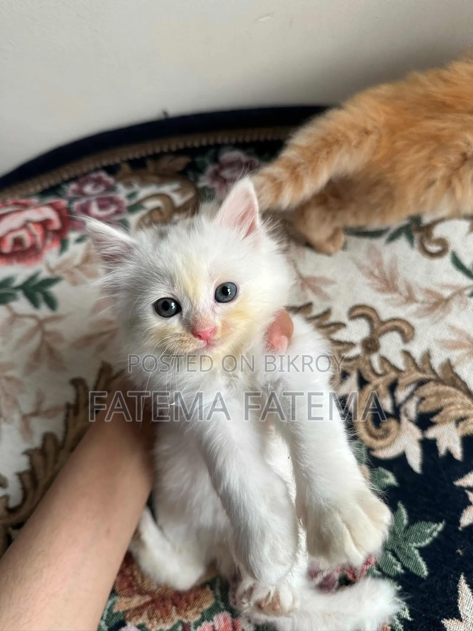 1-3 months Female Mixed Breed Persian