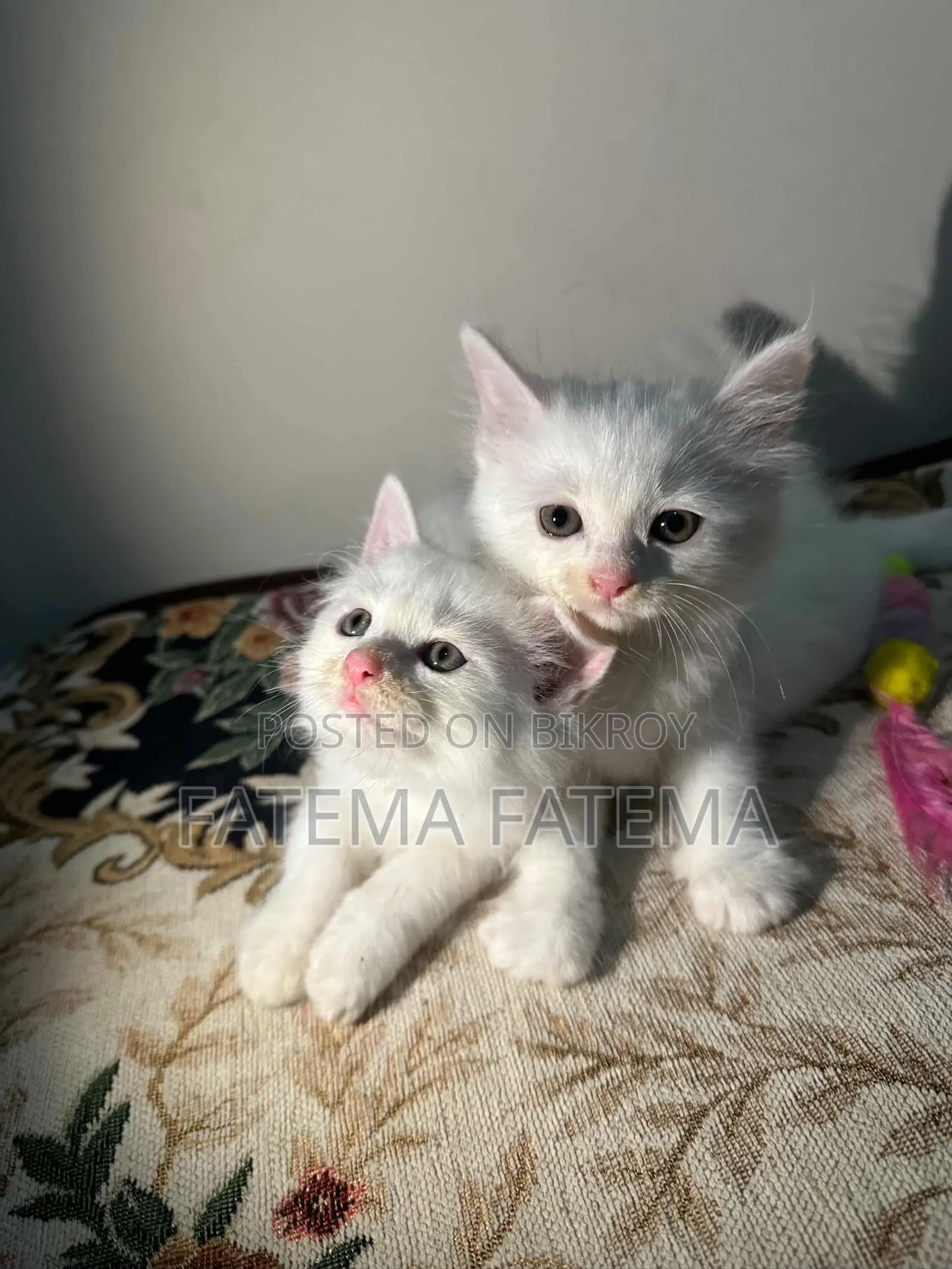 1-3 months Female Mixed Breed Persian