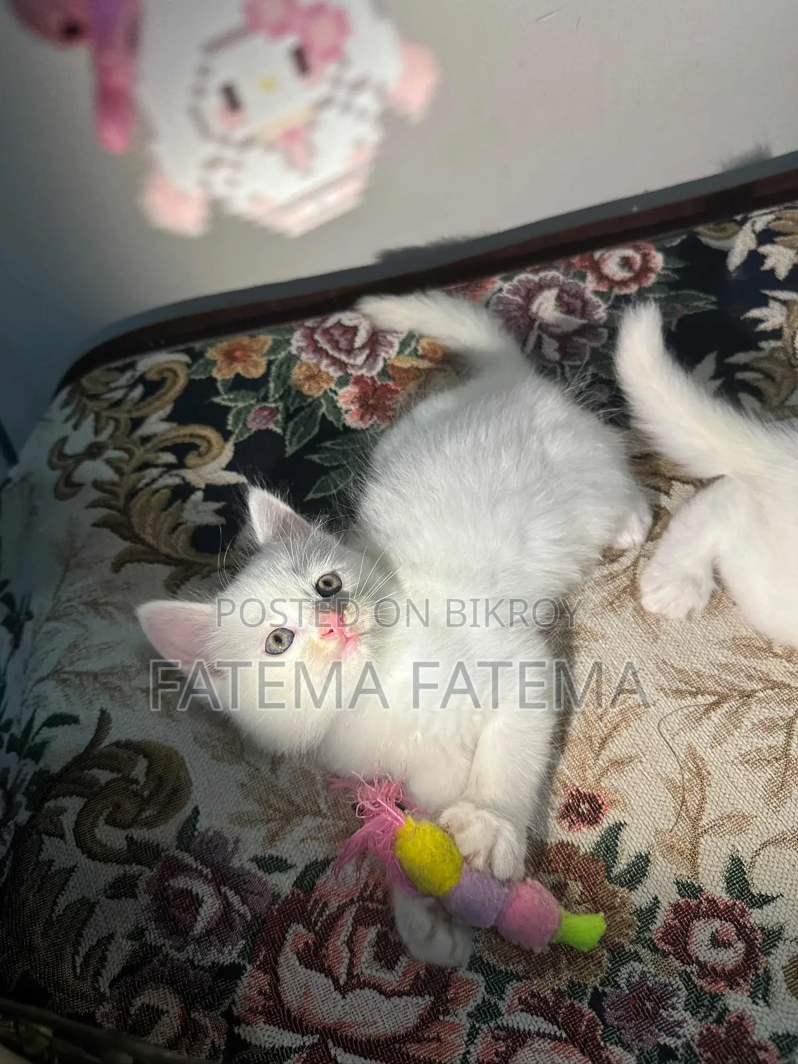 1-3 months Female Mixed Breed Persian