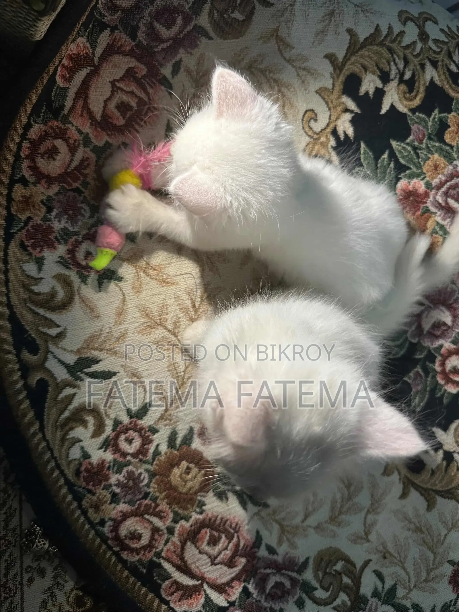 1-3 months Female Mixed Breed Persian