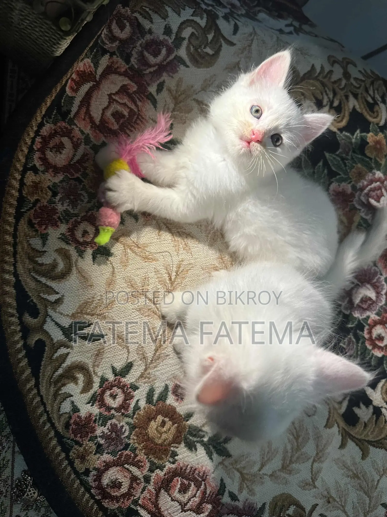 1-3 months Female Mixed Breed Persian