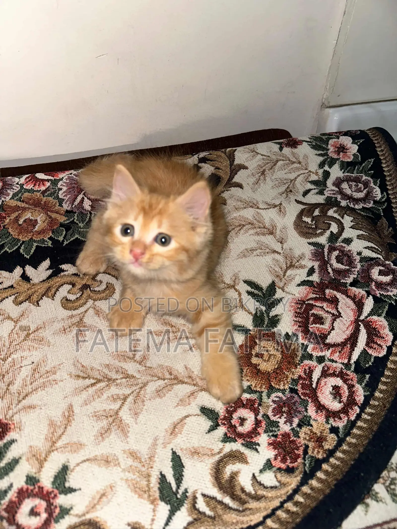 1-3 months Female Mixed Breed Persian