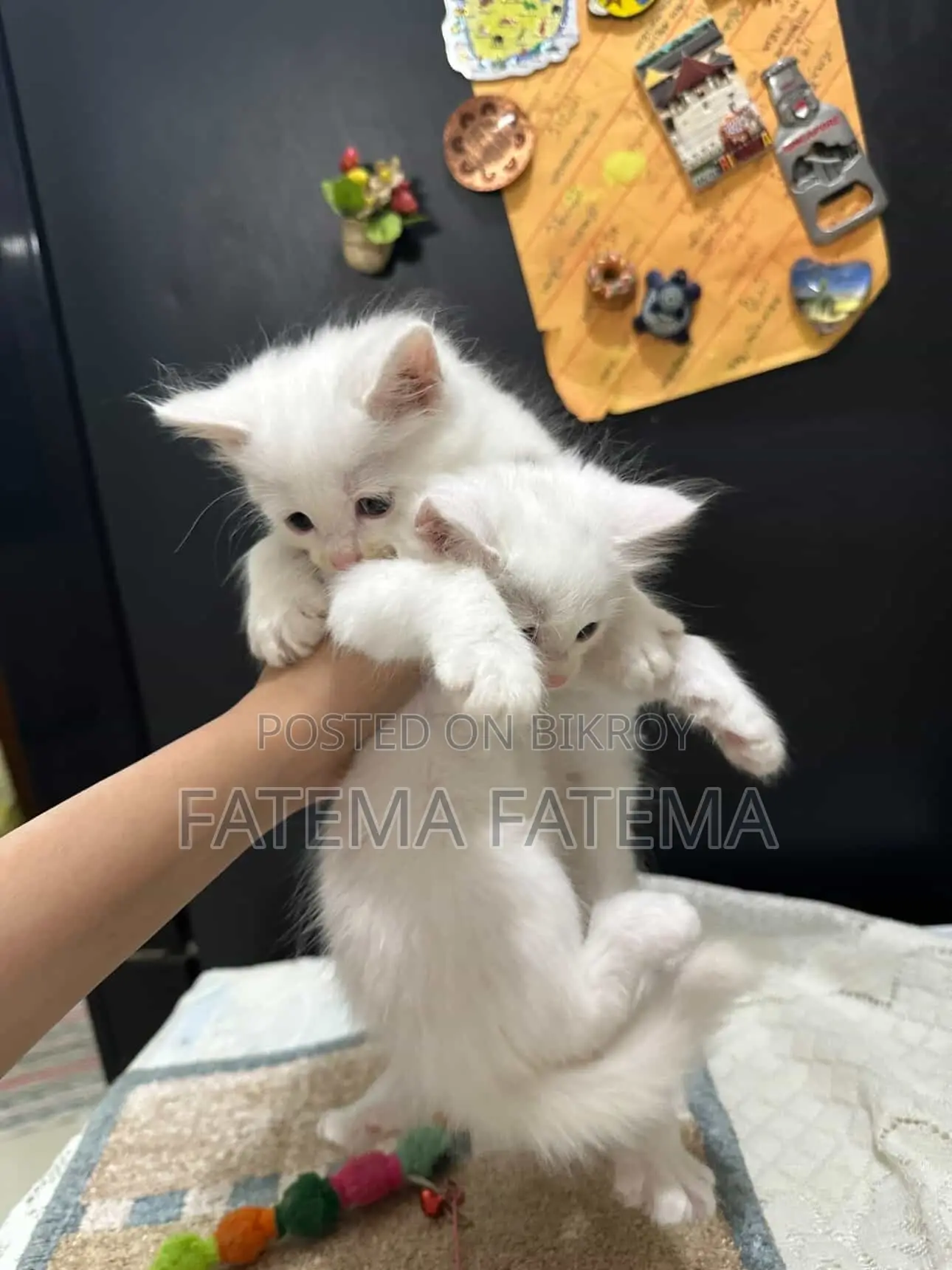 1-3 months Female Mixed Breed Persian