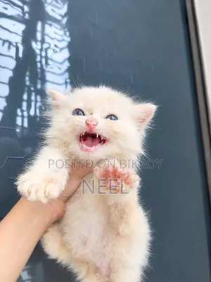 1-3 months Female Purebred Persian