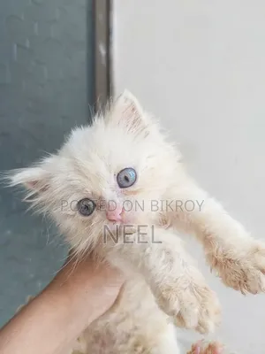 1-3 months Female Purebred Persian