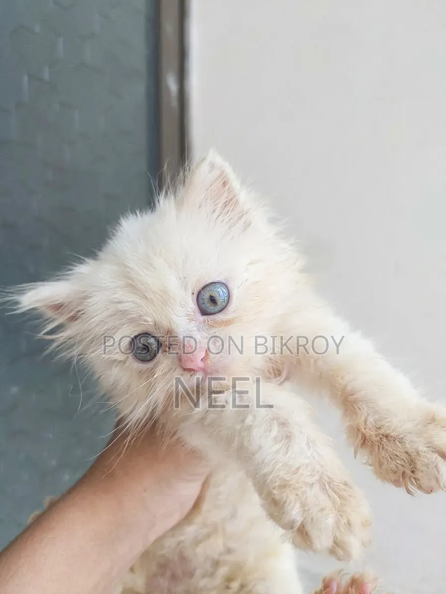 1-3 months Female Purebred Persian