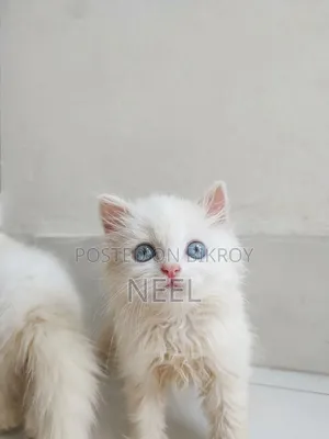 1-3 months Female Purebred Persian