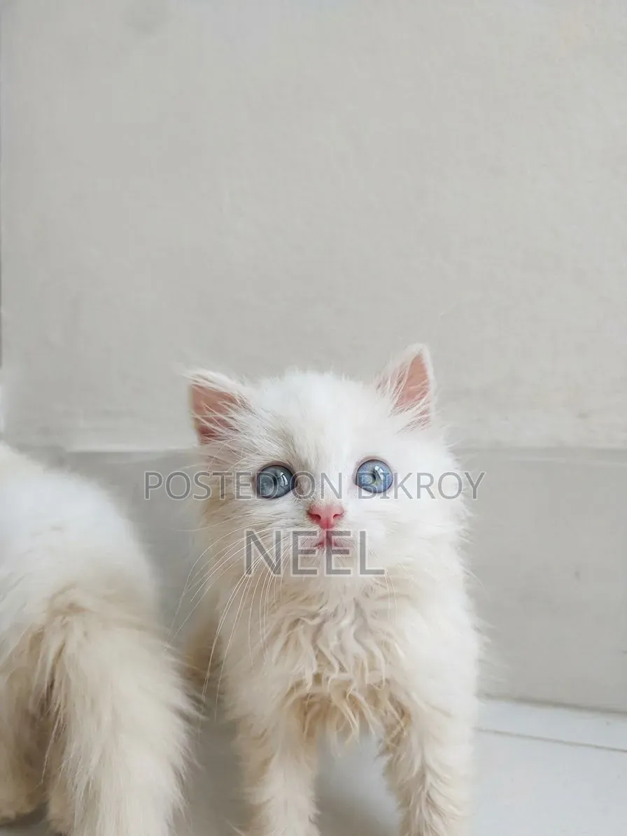 1-3 months Female Purebred Persian