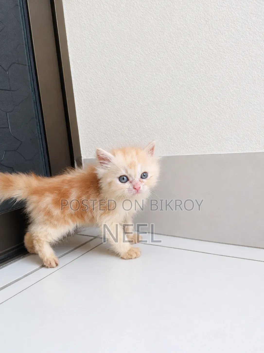 1-3 months Female Purebred Persian