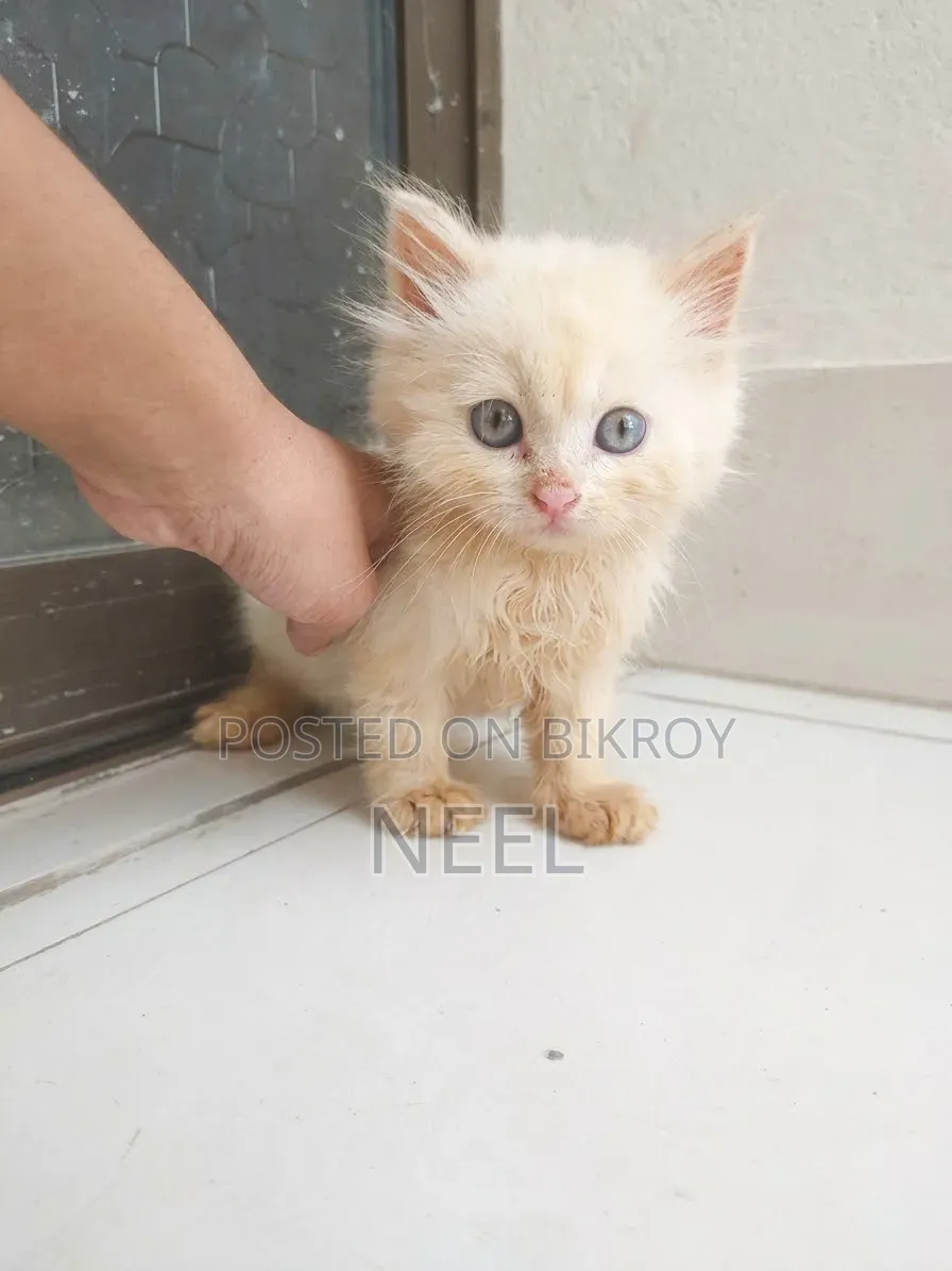 1-3 months Female Purebred Persian