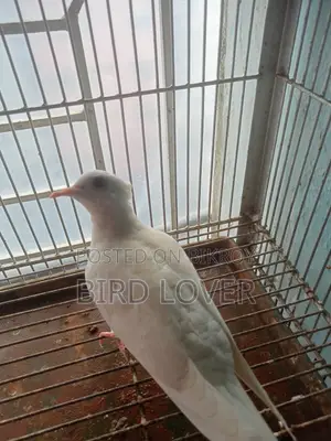 সাদা চুইথাল ঘুঘু জোড়া