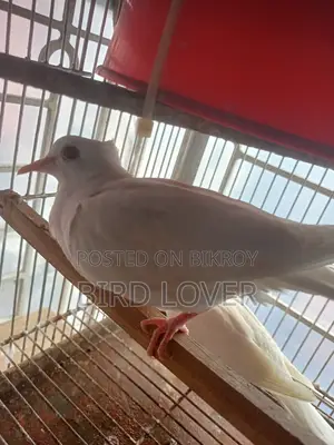 সাদা চুইথাল ঘুঘু জোড়া