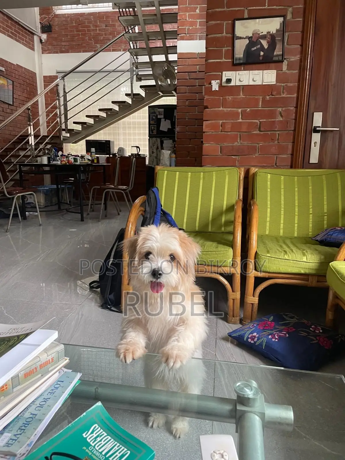 1+ year Male Purebred Lhasa Apso
