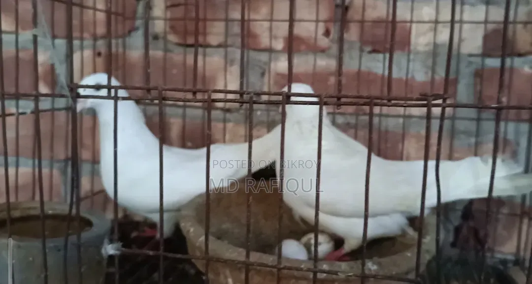 গিরিবাজ কবুতর ডিম সহ ৮০০ টাকা