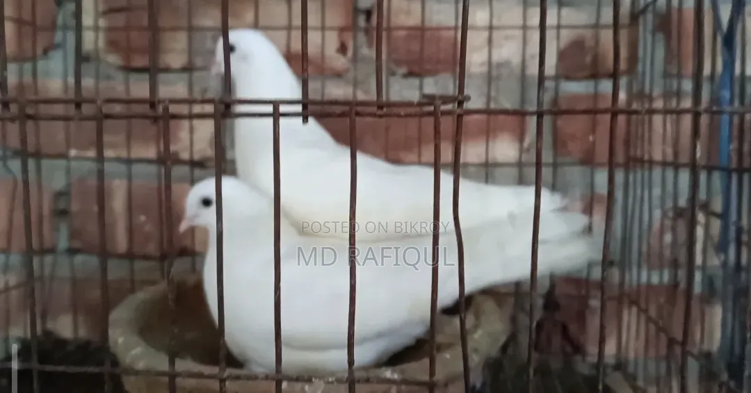 গিরিবাজ কবুতর ডিম সহ ৮০০ টাকা