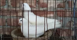 গিরিবাজ কবুতর ডিম সহ ৮০০ টাকা