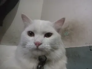 3-6 months Male Purebred Oriental