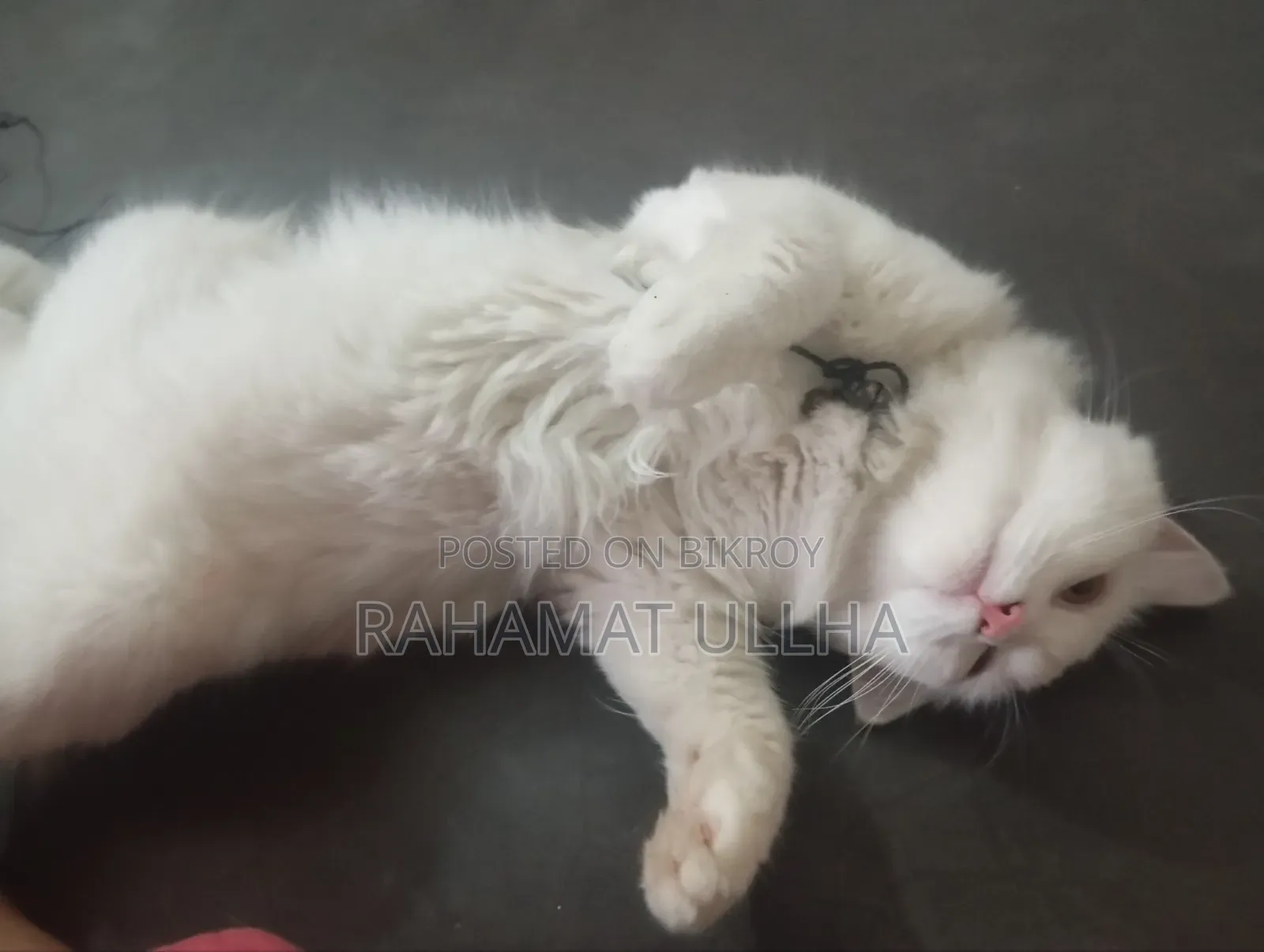 3-6 months Male Purebred Oriental