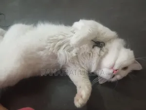 3-6 months Male Purebred Oriental