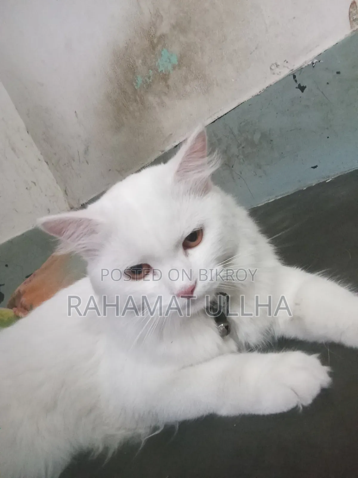 3-6 months Male Purebred Oriental