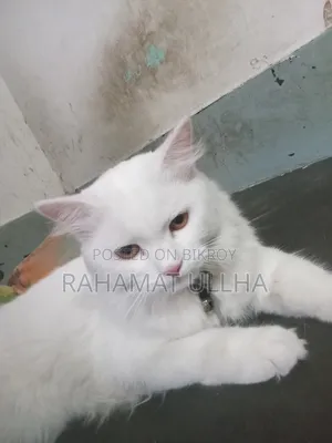3-6 months Male Purebred Oriental