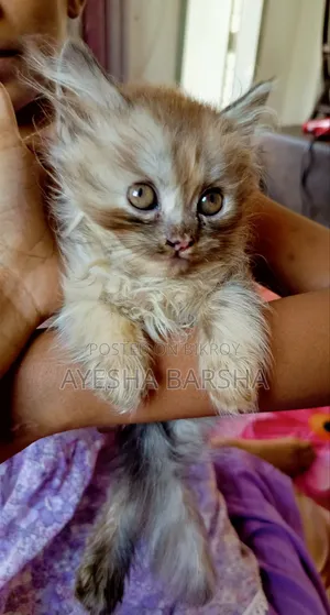 1-3 months Female Purebred Persian Cat