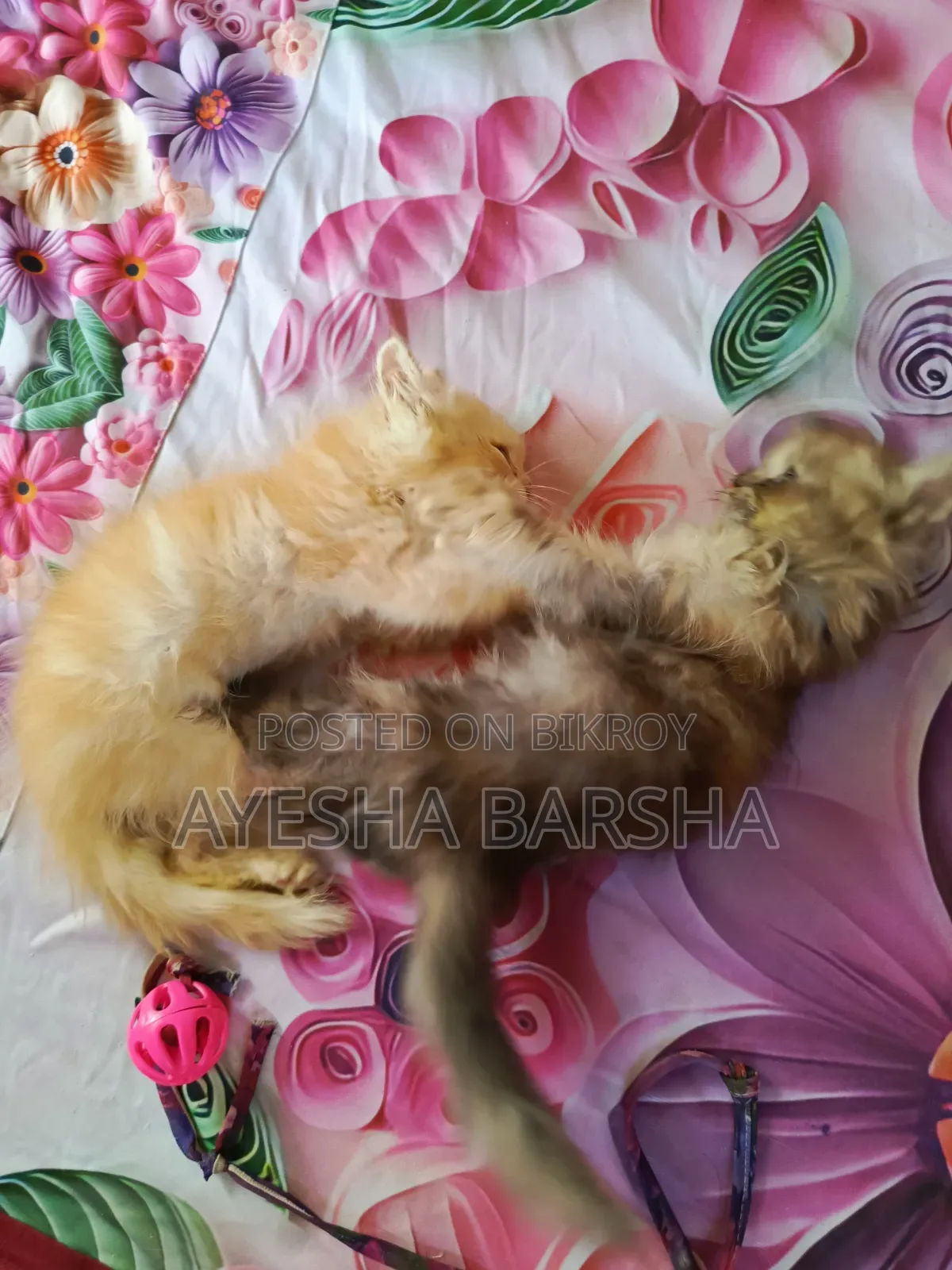 1-3 months Female Purebred Persian Cat