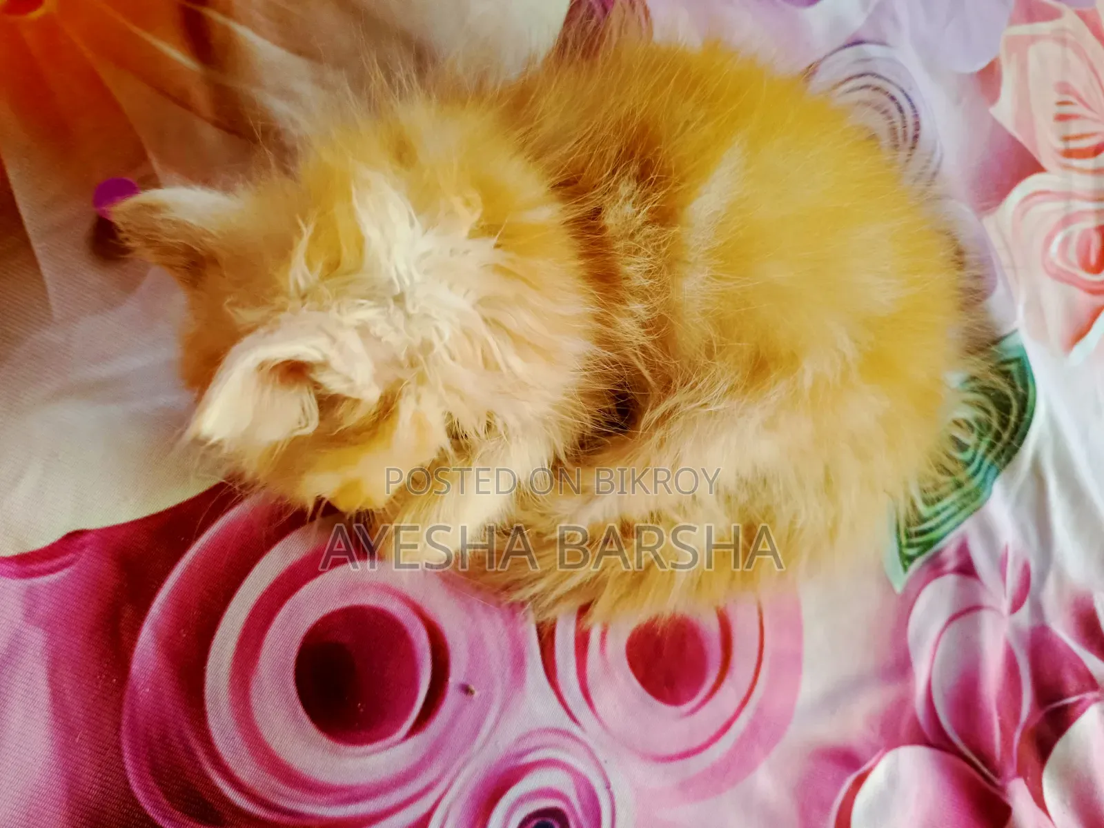 1-3 months Male Purebred Persian