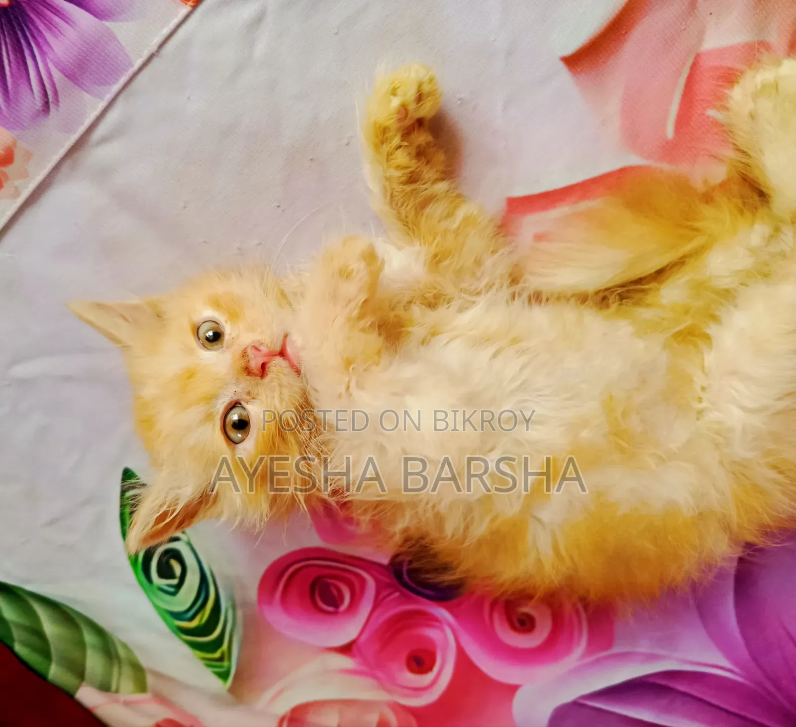 1-3 months Male Purebred Persian