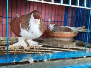 A Pair of Red Siraji Pigeons for Sale