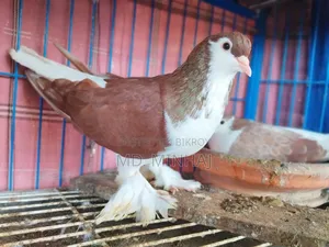 A Pair of Red Siraji Pigeons for Sale