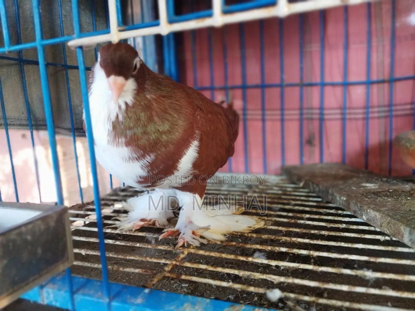 A Pair of Red Siraji Pigeons for Sale