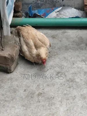 আসীল রানিং মুরগি