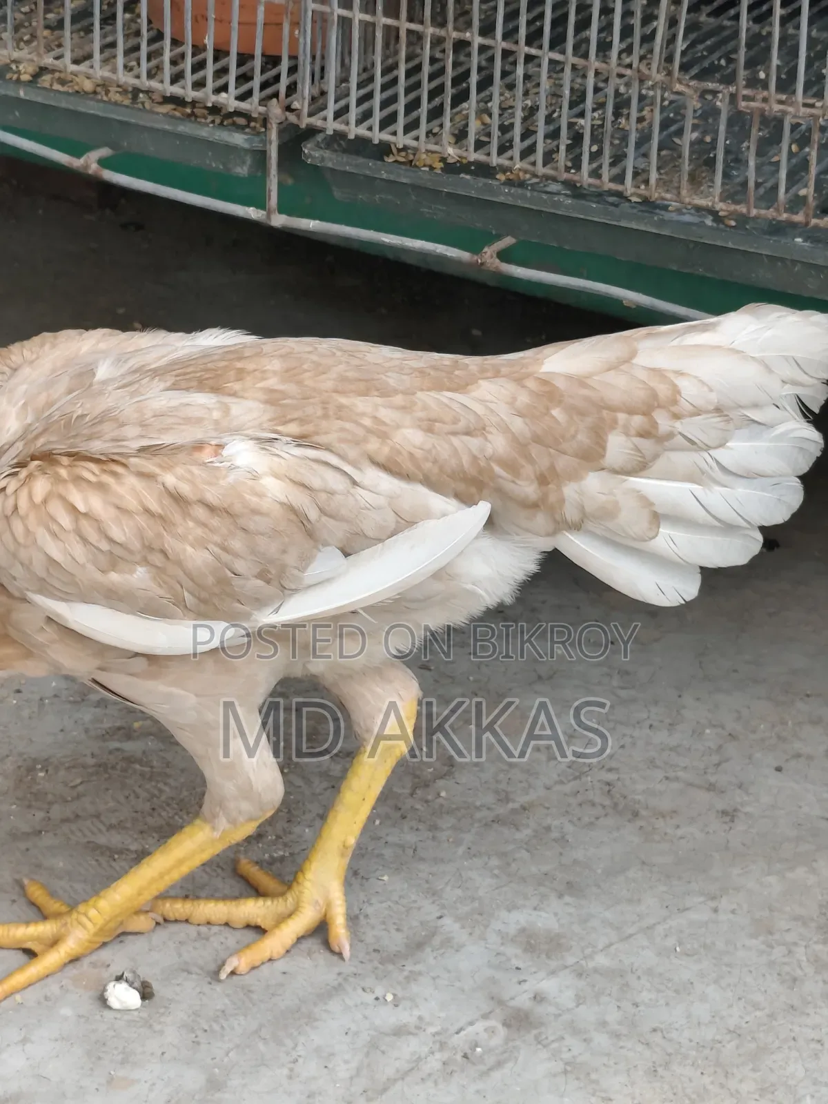 আসীল রানিং মুরগি