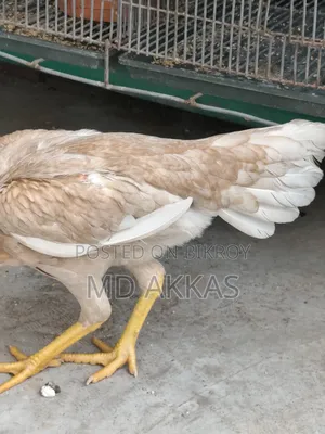 আসীল রানিং মুরগি