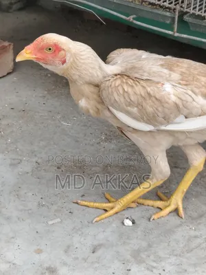 আসীল রানিং মুরগি